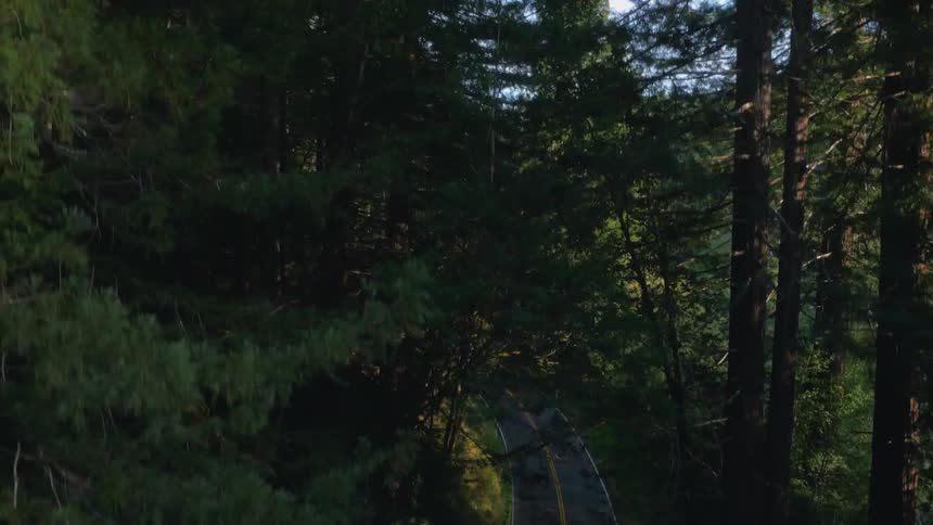 The trees are very tall and green lining this road