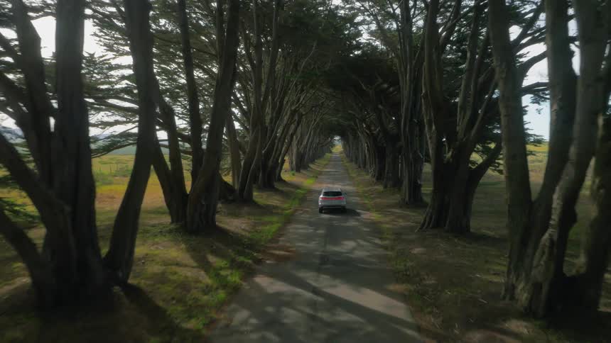 A car drives past the tall trees on a cloudy day