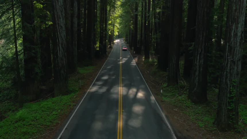 Cars traveling on highway surrounded by thick forest trees