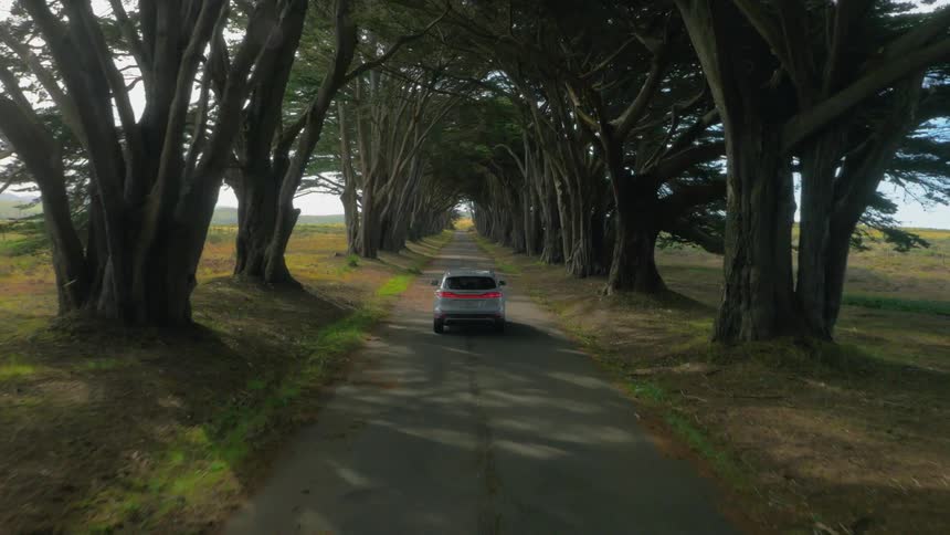Car traveling on road in between tall trees