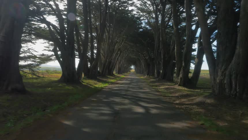 The road surrounded by trees is empty
