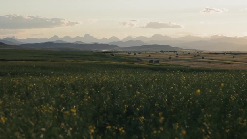 The wind blows the grass and sunflowers on the field