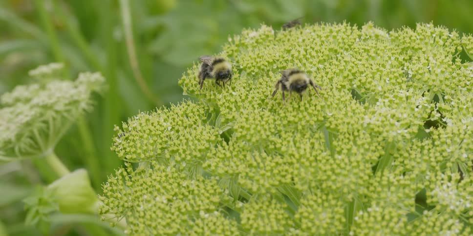Bees gather pollen from flowers