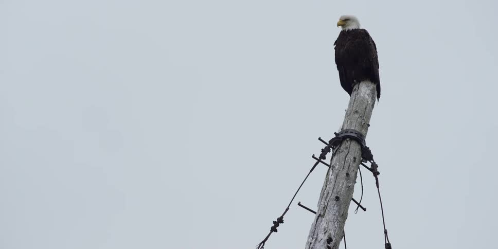 A bald eagle sits perched on a wood pole
