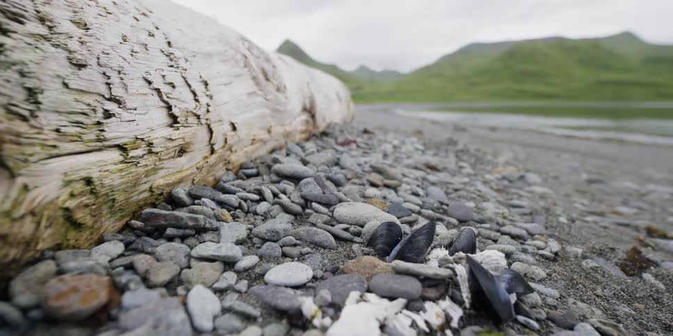 Beach with a log and rocks and shells