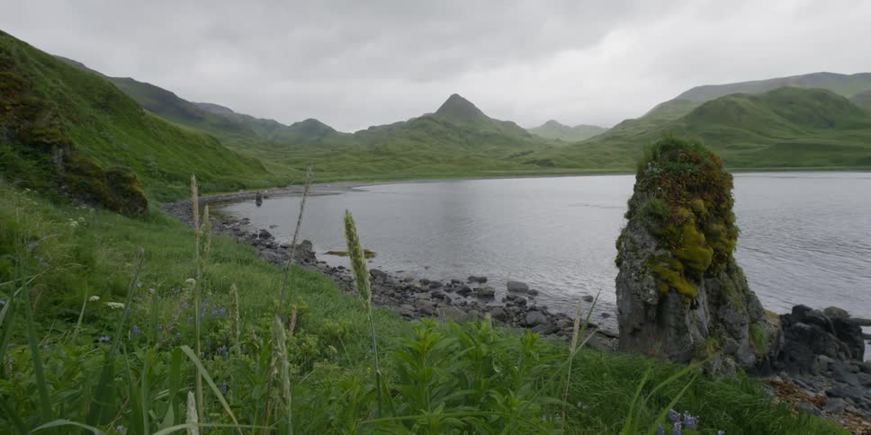 Water ripples on a green shore