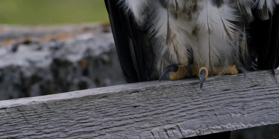 An eagle sits on a piece of wood