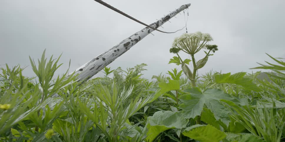 A tree is leaning over above some tall grass