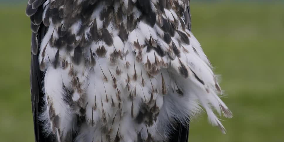 Wind blows through an eagle's feathers