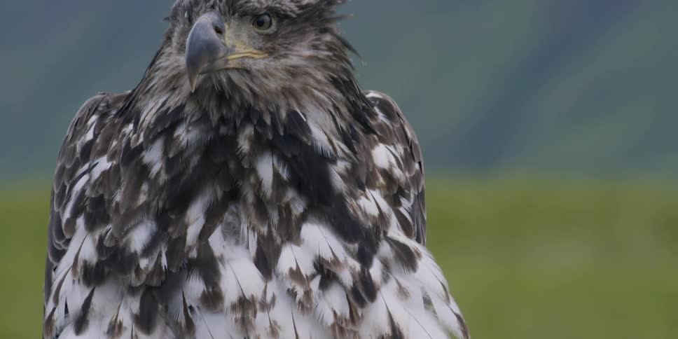 Wind blows through an eagle's feathers