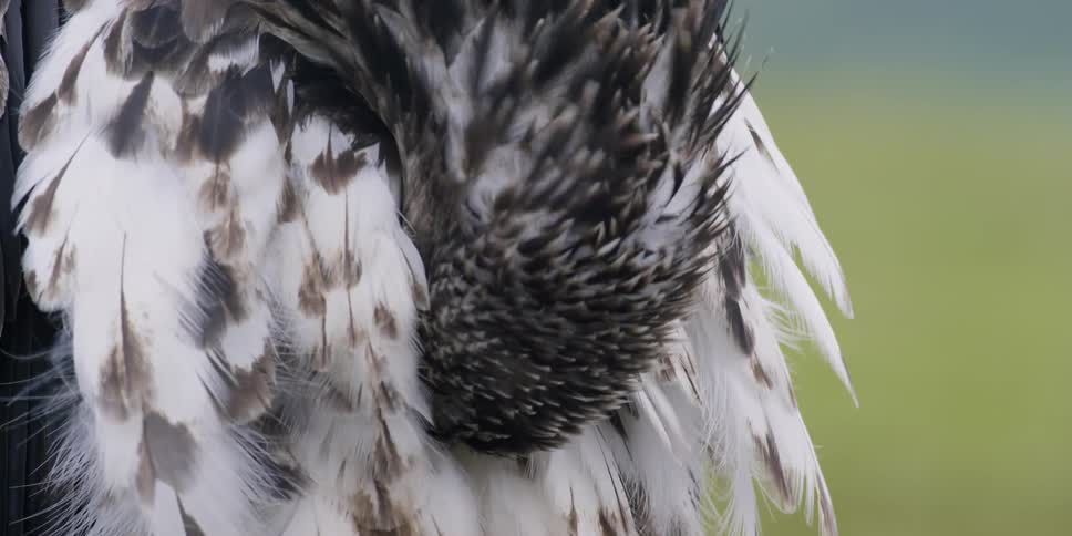 Young eagle is biting at its feathers