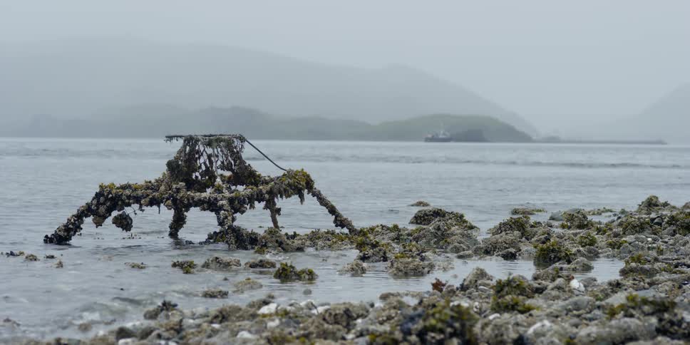 Seaweed covered crab pot near the shore