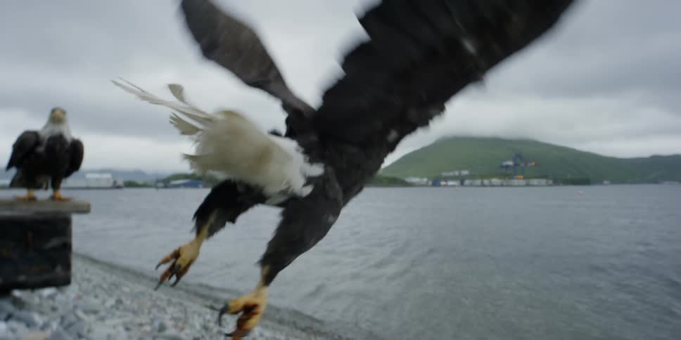 Bald eagles fly near camera