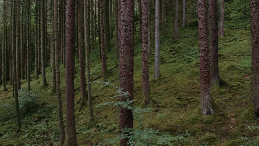 Forest trees cover a hillside
