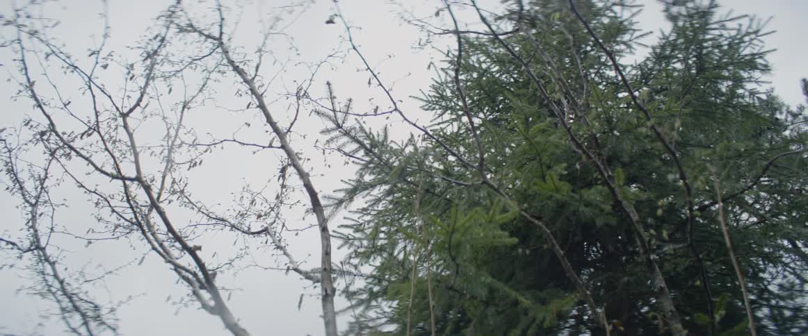 Light rain falling around trees
