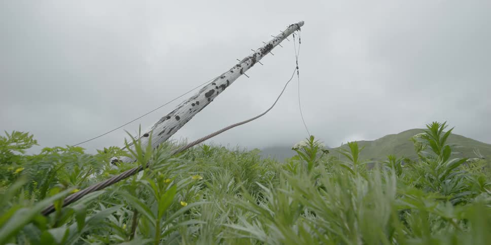 An old telephone pole leans over a field of grass and weeds on a cloudy day