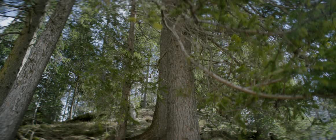 A forest during the day