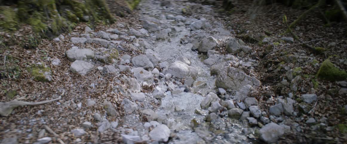 A stream flows in a forest