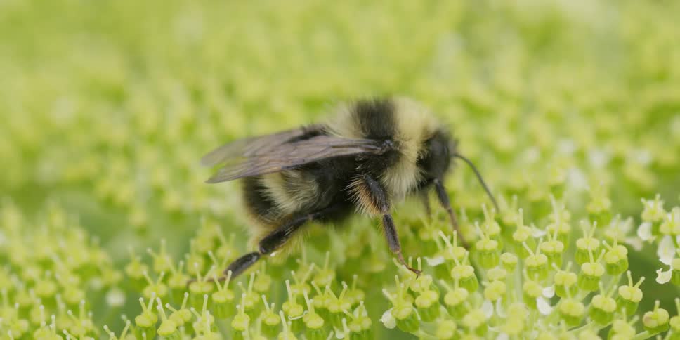 Bee pulls pollen from flowers