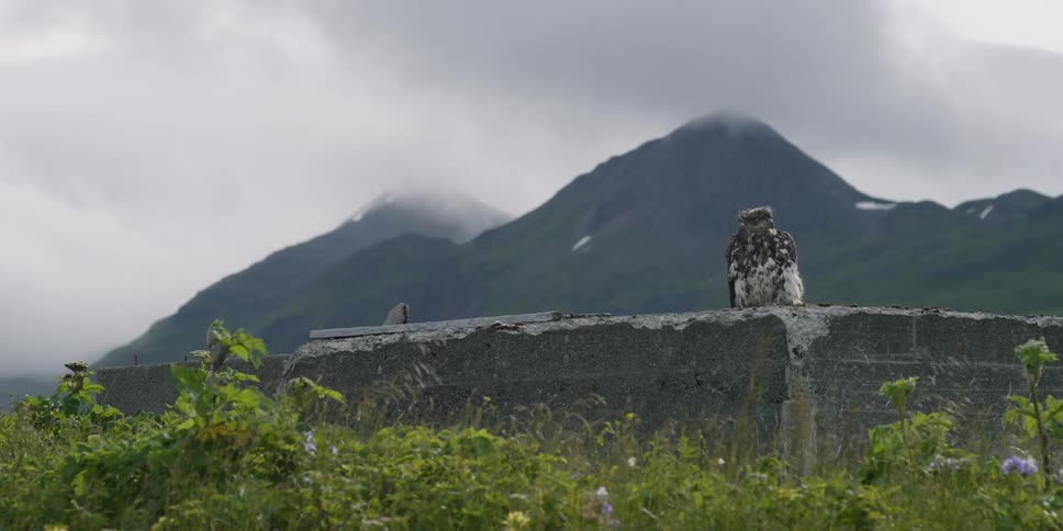 An eagle sits perched on a concrete wall