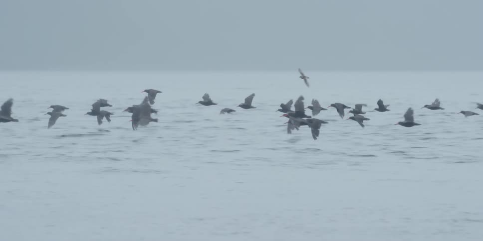 A flock of birds flies over water