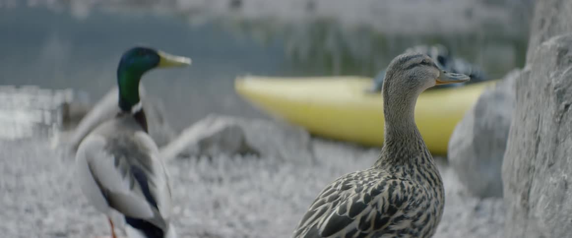 A flock of ducks are next to a yellow kayak