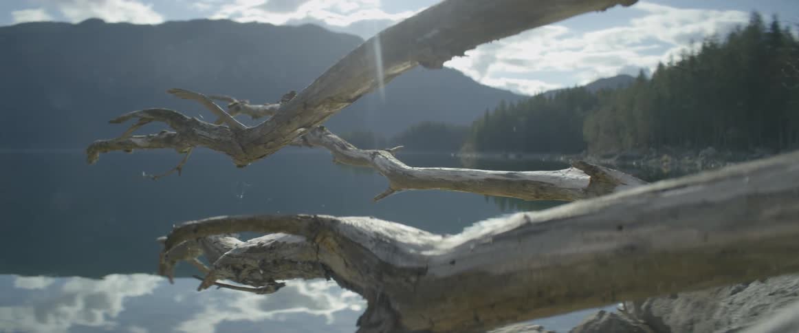 Dead branches over a lake