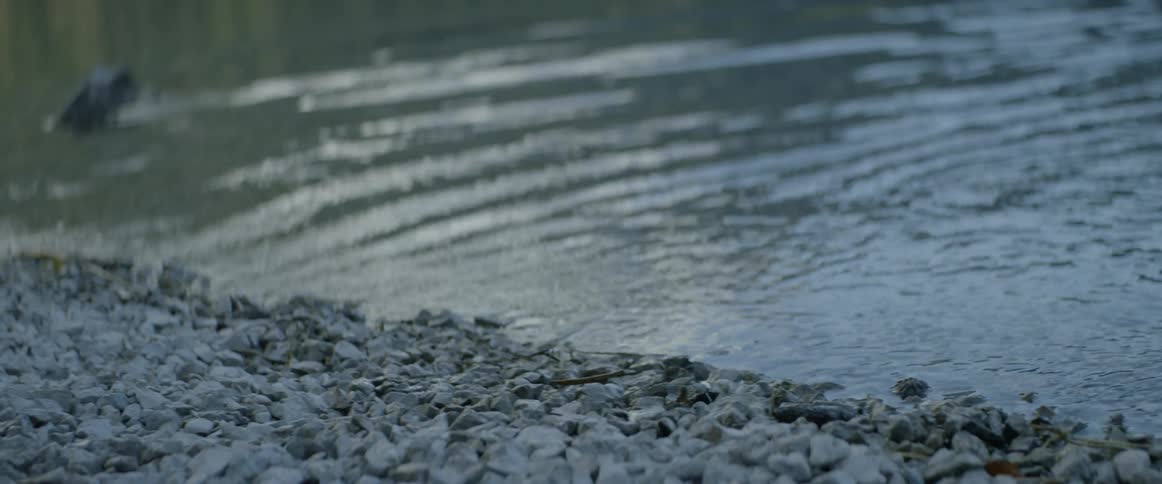 Water ripples near a pebbly shore