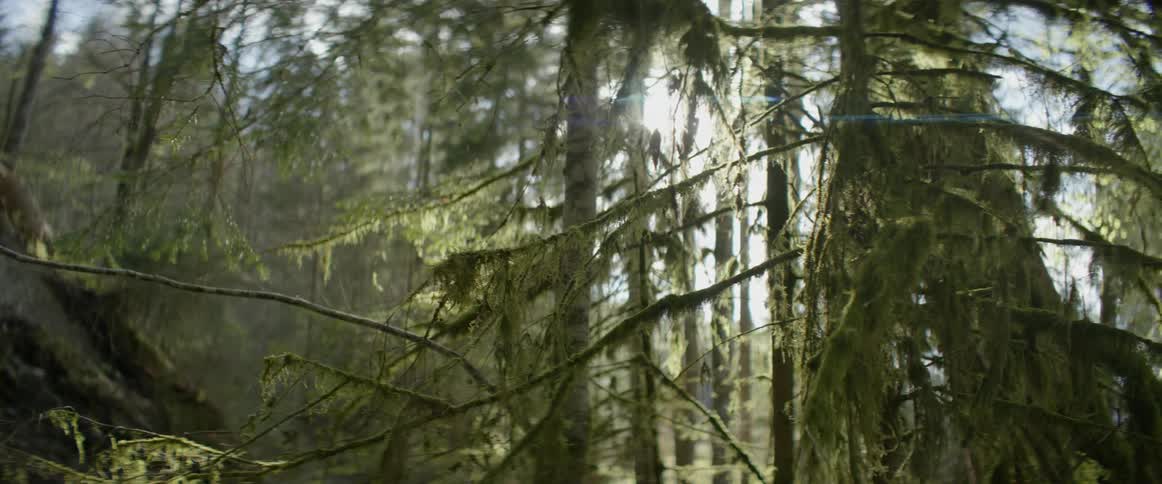 The sun shines through trees in the forest