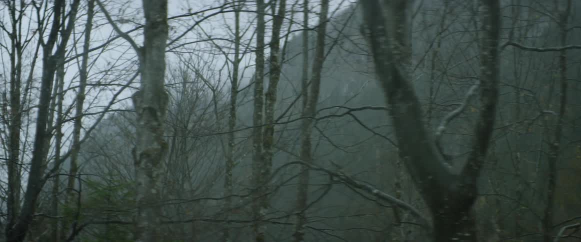 Bare trees cover a mountainside