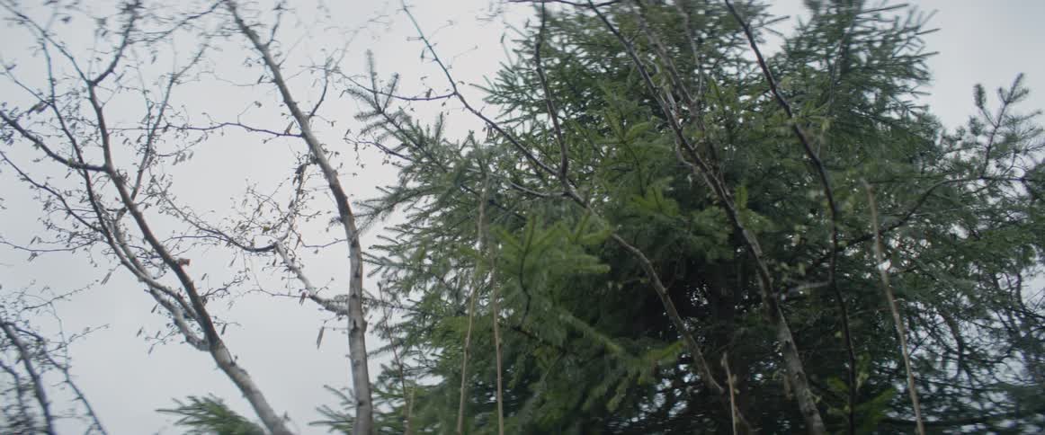Rain falls around forest trees