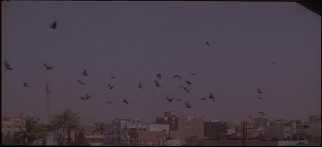 The birds fly flocking over the town