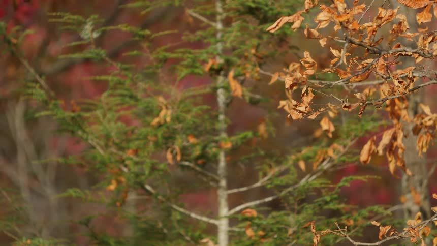 Wind blows through tree leaves