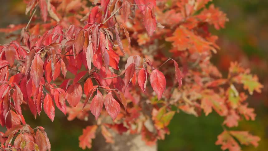 Wind blows through autumn leaves