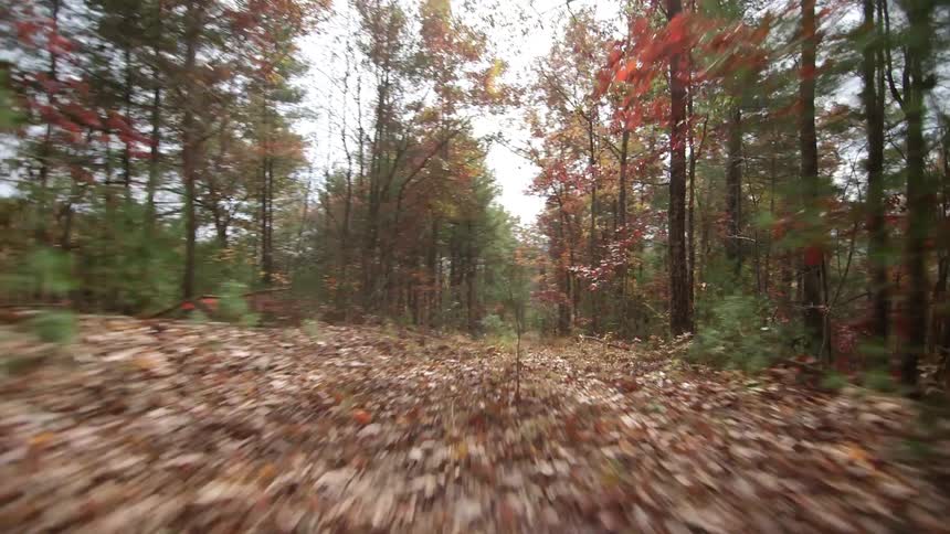 Dead leaves litter a forest