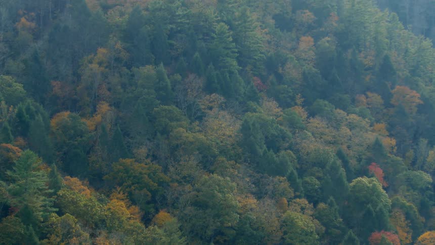 Trees with fall colors cover a mountainside