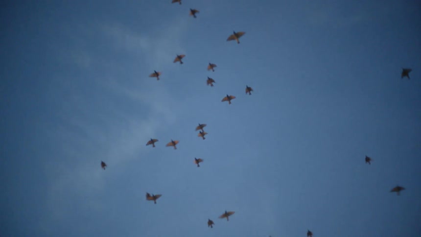 Birds fly in a blue sky