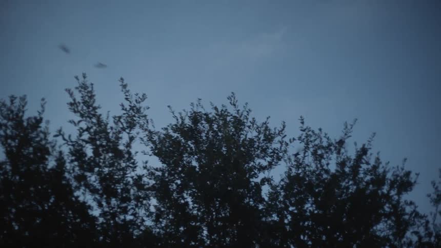 Birds fly over a tree and land on branches
