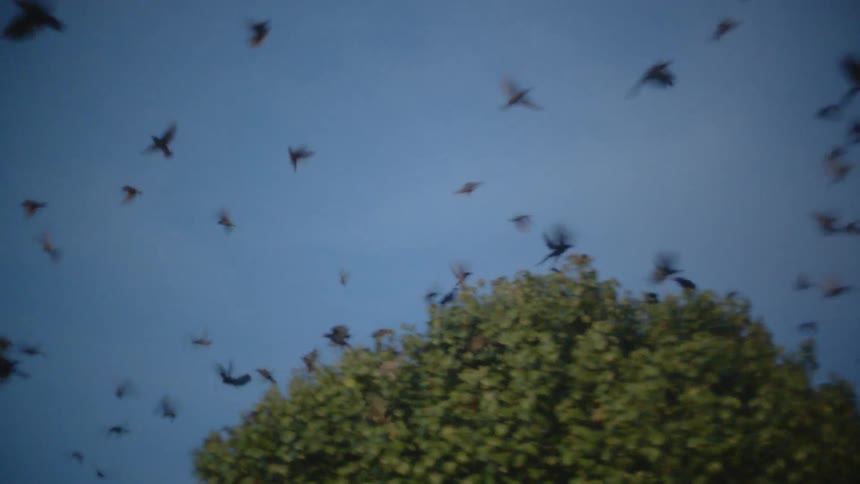 Birds scatter from a treetop and fly away
