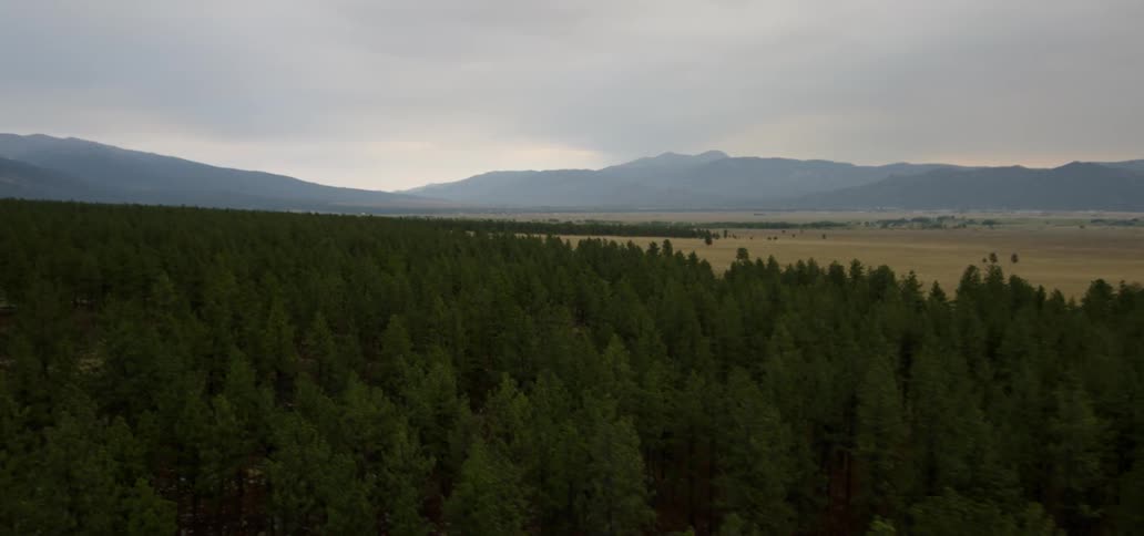 Flying over the tops of green trees