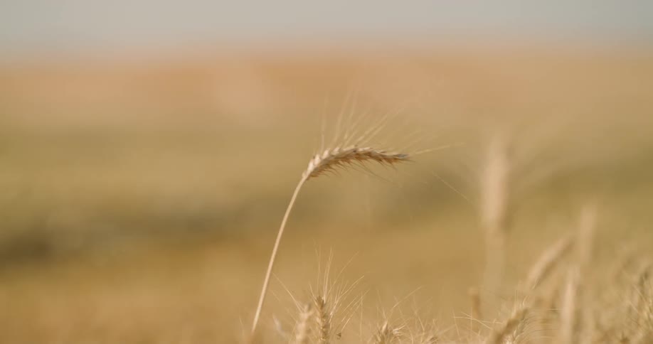 A piece of wheat is blowing in the breeze
