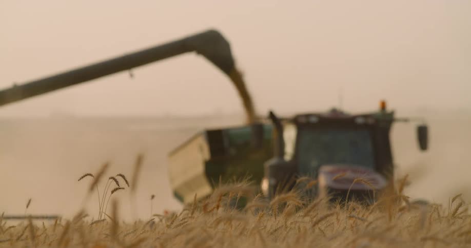 Grain is being put into the back of a tractor be a harvester
