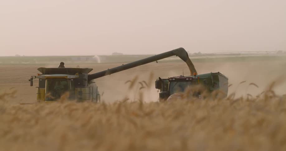 A harvest is dumping wheat into a truck