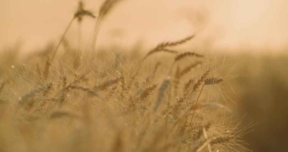A close up view of a patch of wheat