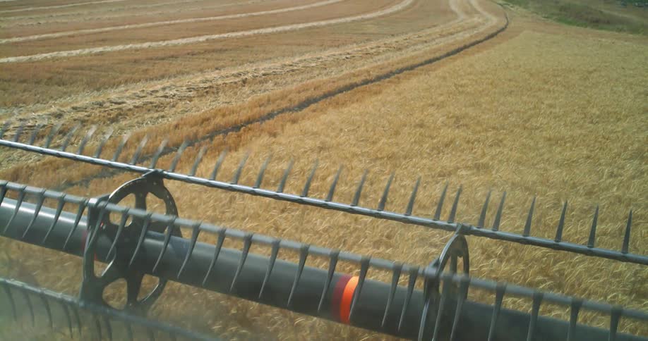 A tractor with a front attachment rolls over wheat in a field