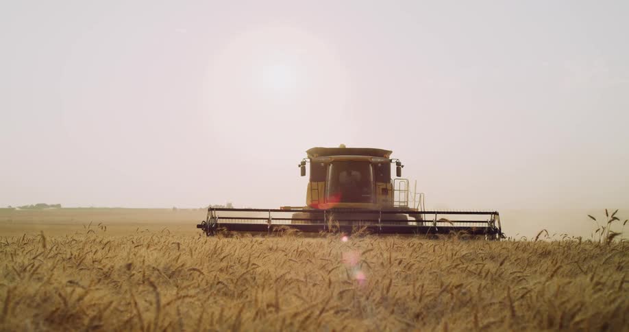 A tractor is cutting and harvest wheat