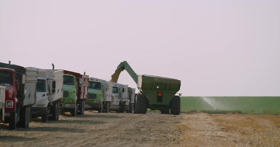 A tractor shoots corn into the back of a truck on a farm