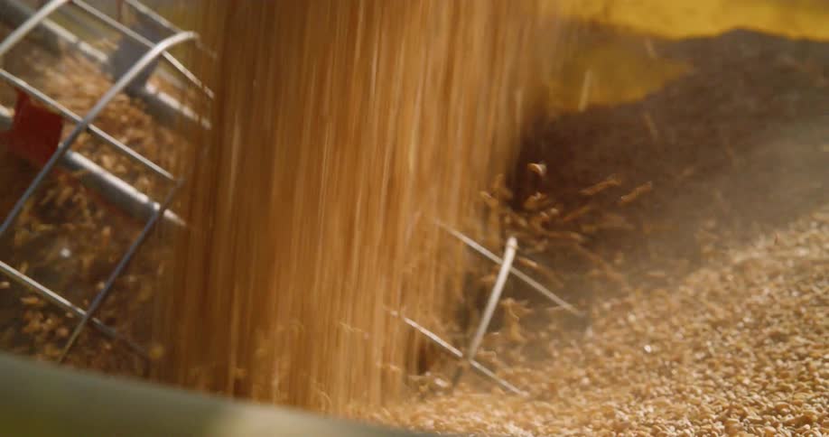 Wheat is piled into a large container
