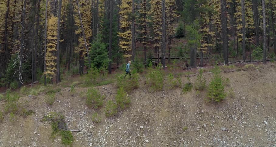 A person hiking in the woods