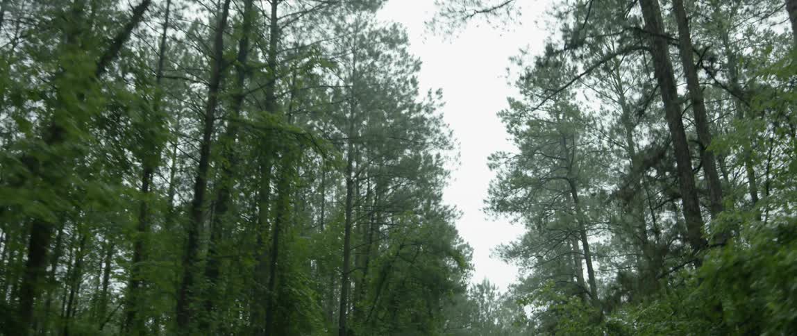 Driving through a forest